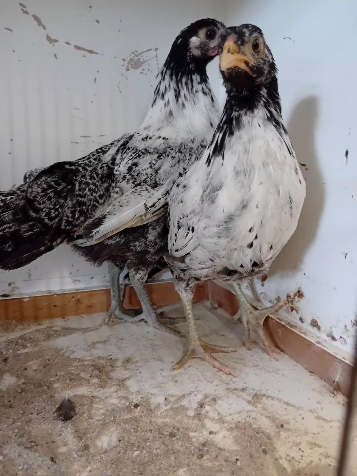Lakenvelder kippen, Dieren en Toebehoren, Vrouwelijk, Kip