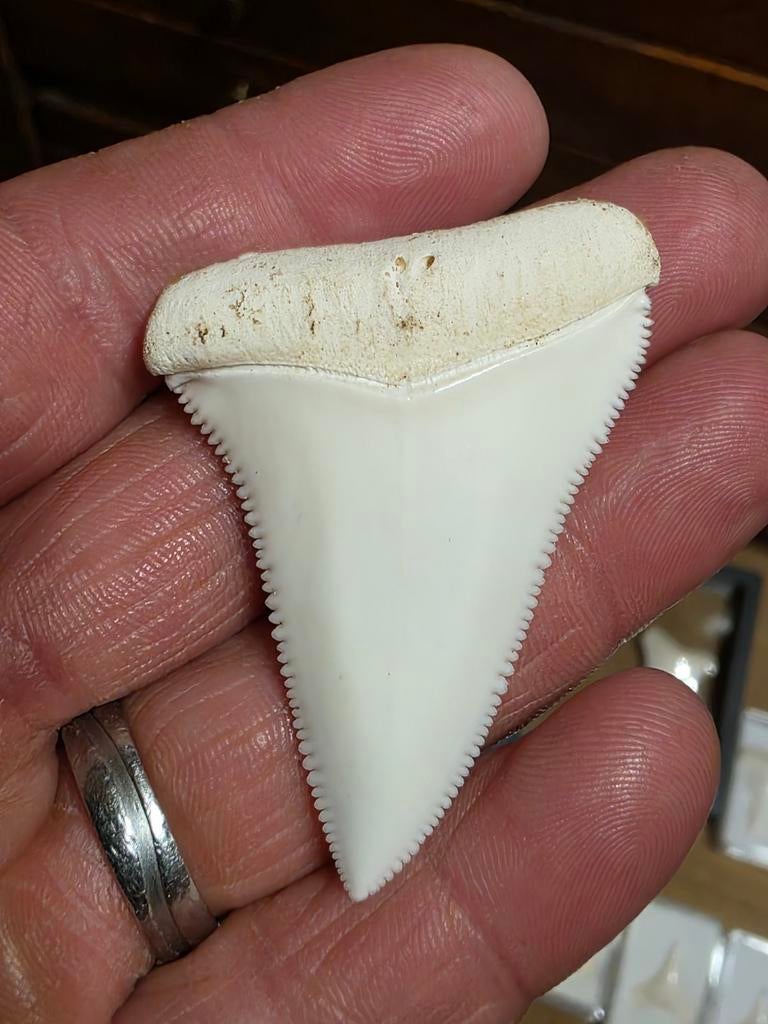Zeldzame aangeboden grote recente Carcharodon carcharias 5,4, Ophalen of Verzenden, Fossiel