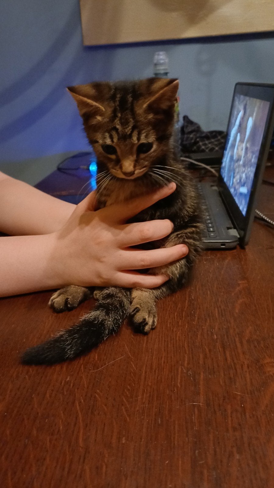 Kittens, 0 tot 2 jaar