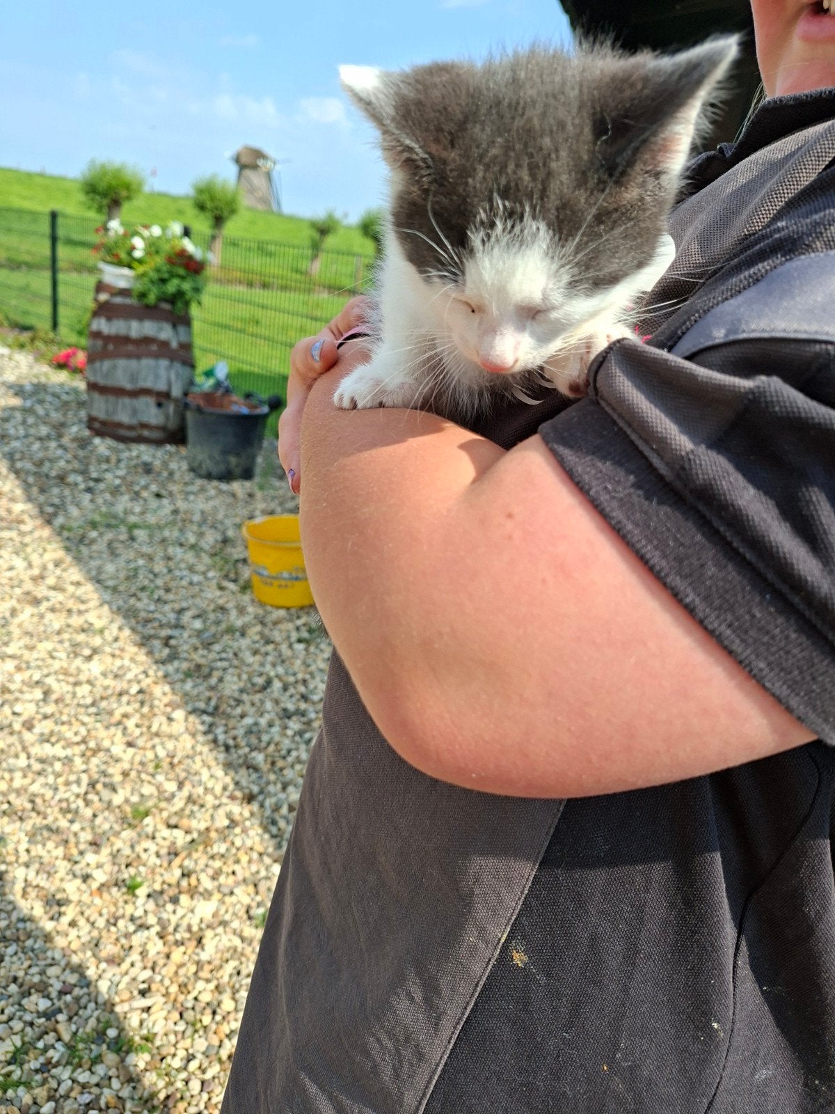Kittens, Dieren en Toebehoren, Katten en Kittens | Raskatten | Korthaar, Kater, Ontwormd, 0 tot 2 jaar