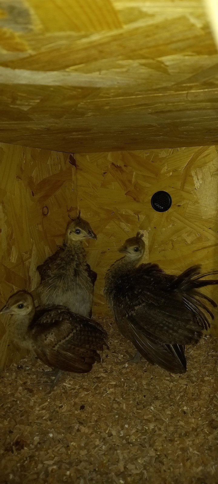 jonge pauwen te koop, Dieren en Toebehoren, Pluimvee, Meerdere dieren, Overige soorten