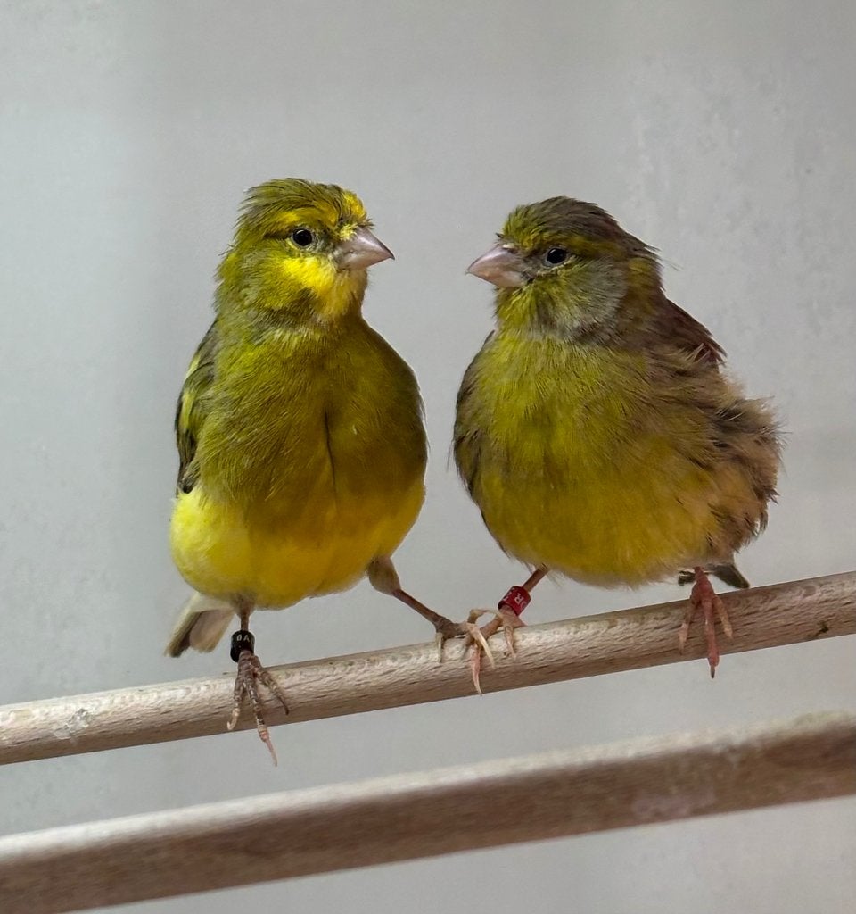 Five fancy kanaries, Dieren en Toebehoren, Vogels | Kanaries, Meerdere dieren, Kleurkanarie
