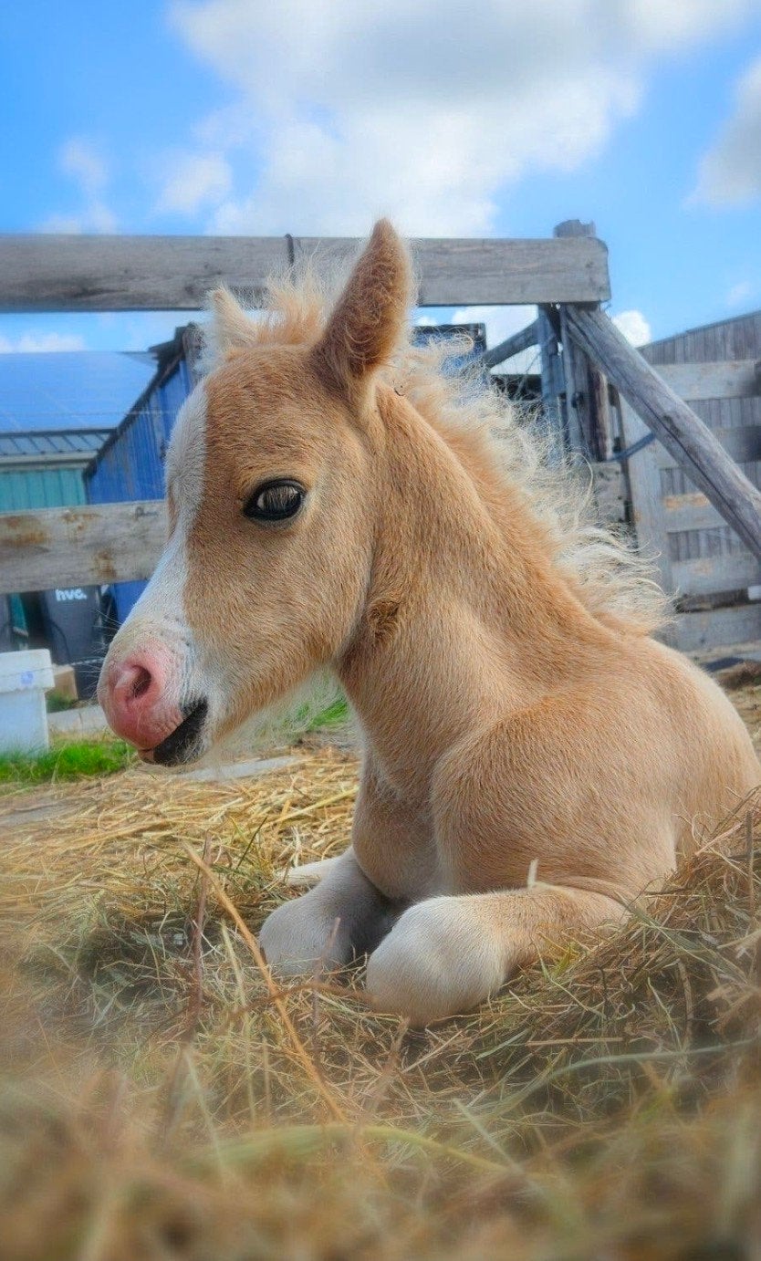 cremello en palomino hengstjes, Hengst, 0 tot 2 jaar