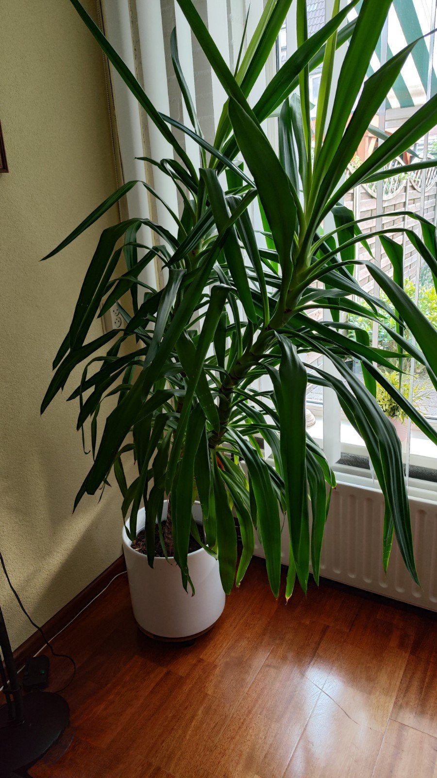 Grote Yucca plant in witte pot 2 mtr hoog, Huis en Inrichting, Ophalen, 100 tot 150 cm, Halfschaduw, In pot