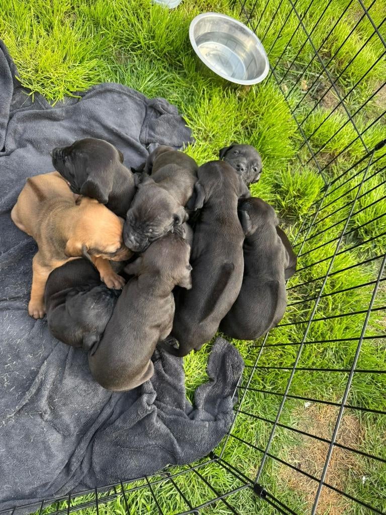Ridgeback puppys te koop, Dieren en Toebehoren, België, Particulier, 8 tot 15 weken, Parvo