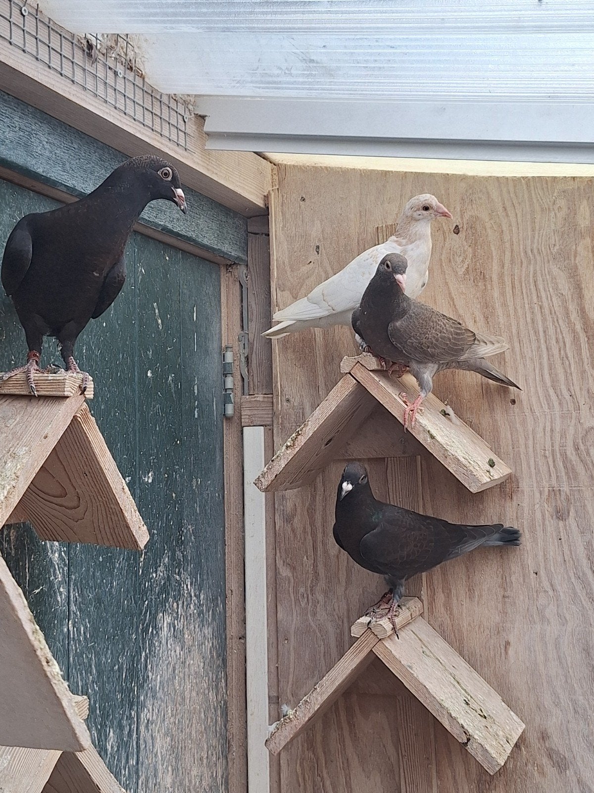 jonge kleurduiven, Dieren en Toebehoren, Vogels | Duiven, Meerdere dieren