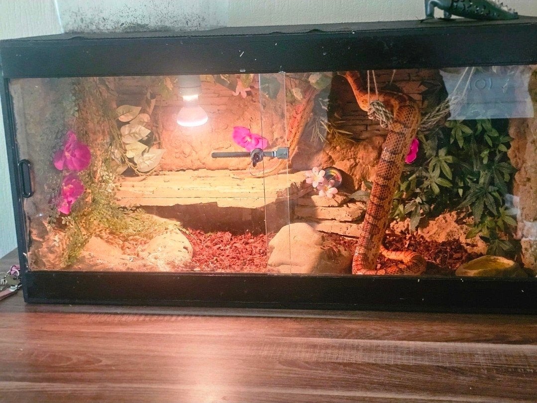 Rattenslang met terrarium, Dieren en Toebehoren, Reptielen en Amfibieën, Slang, Met terrarium, 3 tot 6 jaar