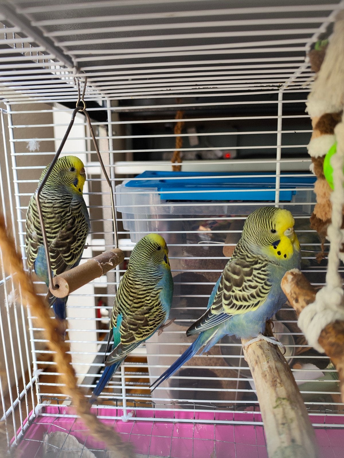 graspakiet, Meerdere dieren, Parkiet