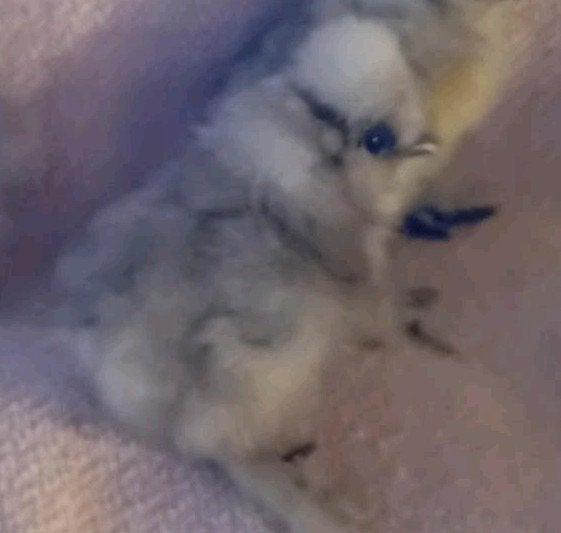 UPDATE 20 JULI  USA-ZIJDEHOEN-KUIKENTJES --100%--HENNETJES--, Dieren en Toebehoren, Vrouwelijk, Kip