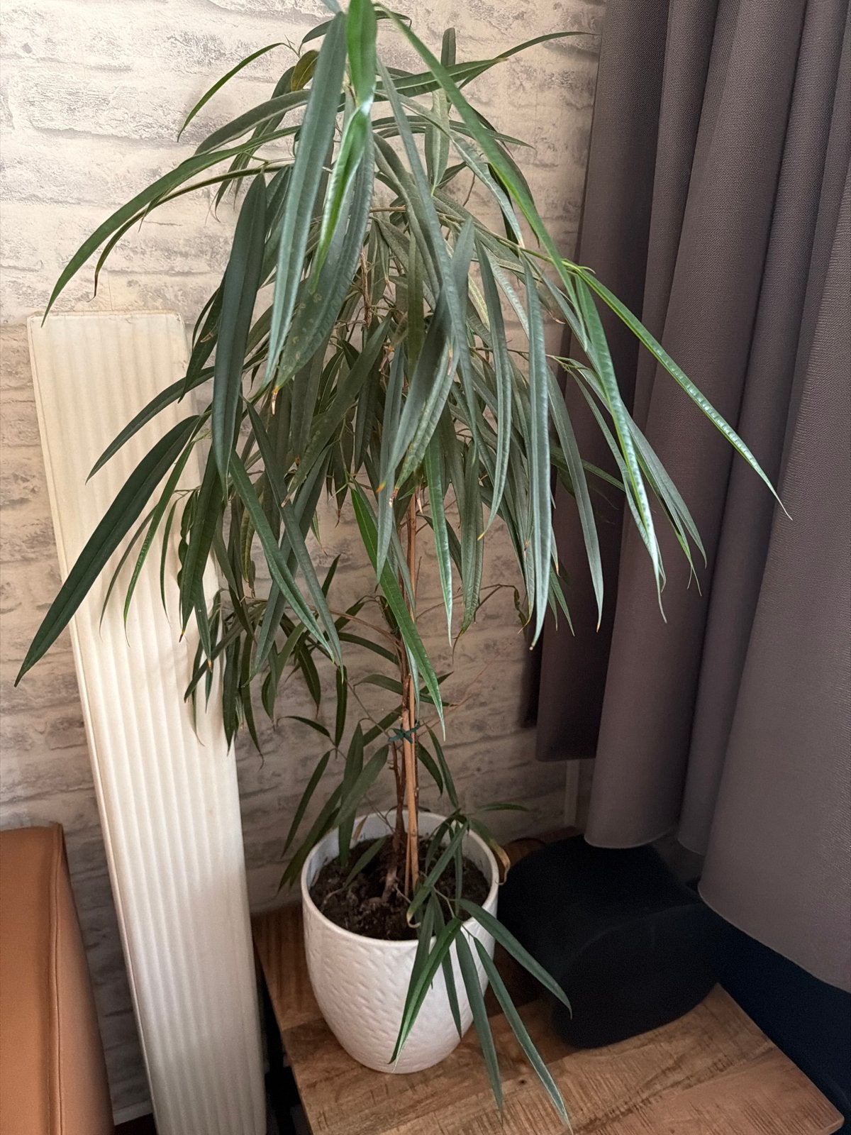 Ficus Alii kamerplant in pot, Huis en Inrichting, Ophalen, Ficus, 100 tot 150 cm, Halfschaduw