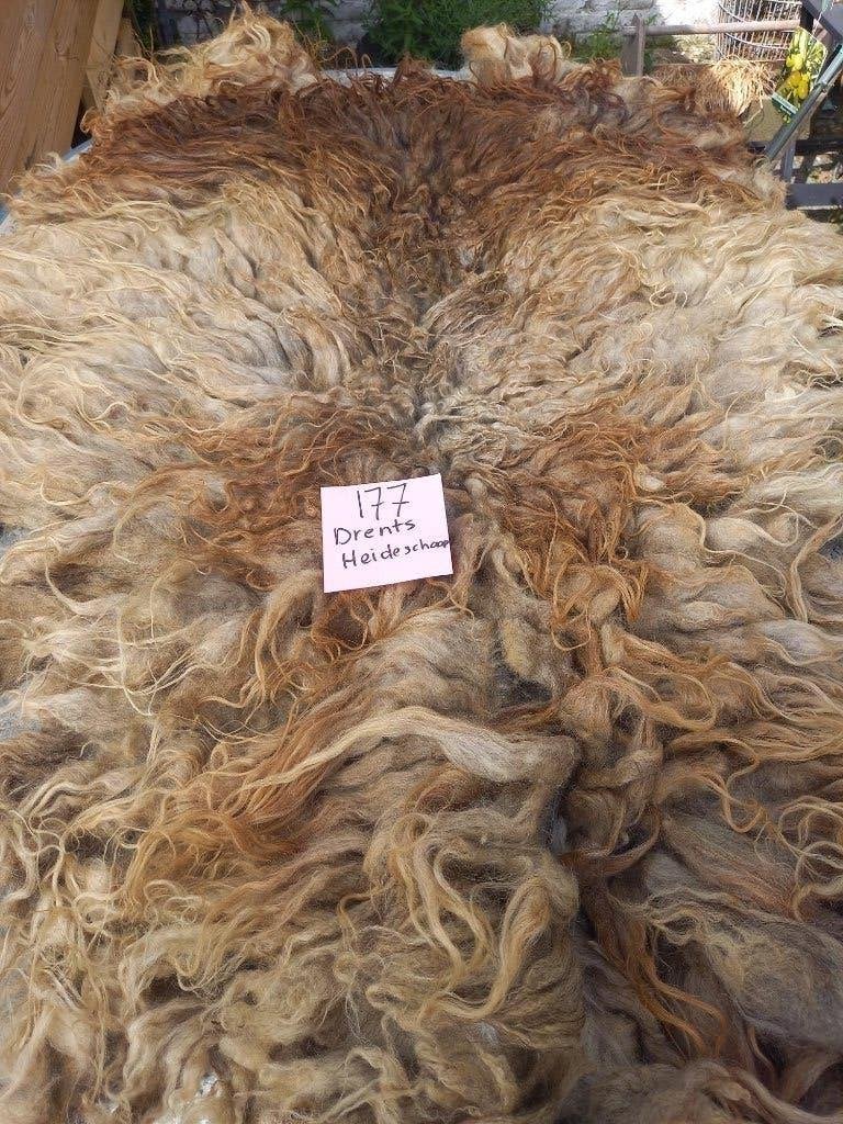 nr 177 Geschoren vacht Drents Heideschaap - Ruwe wol, Ophalen of Verzenden, Gebruikt