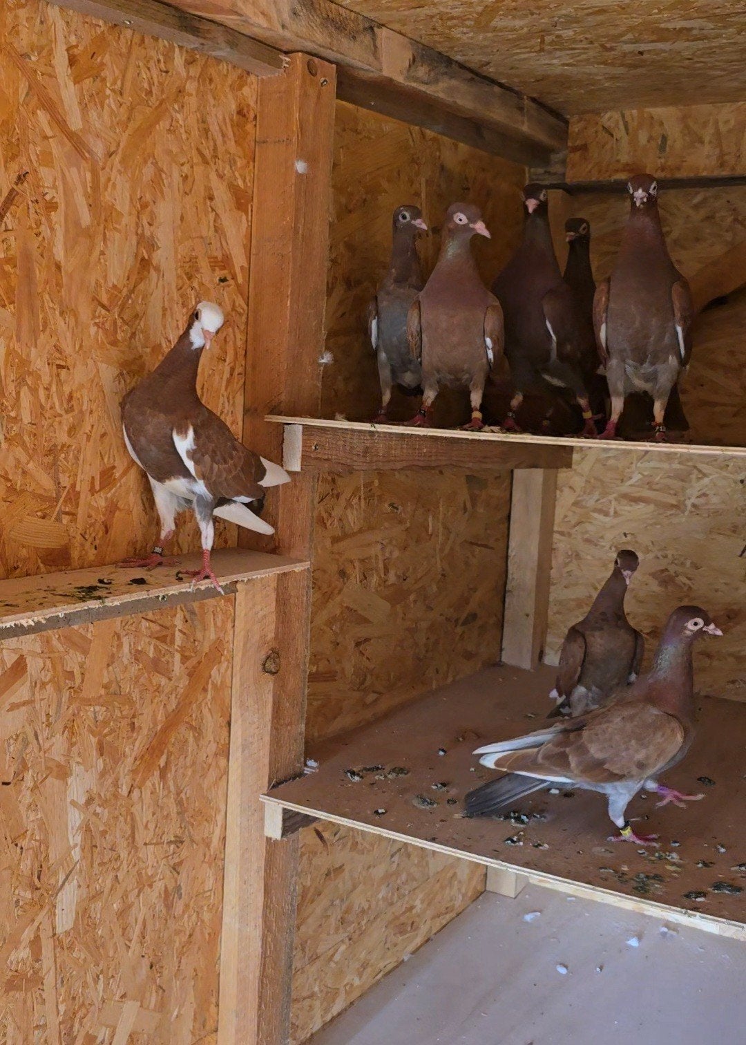 Duiven Hoogvliegers, Dieren en Toebehoren, Vogels | Duiven