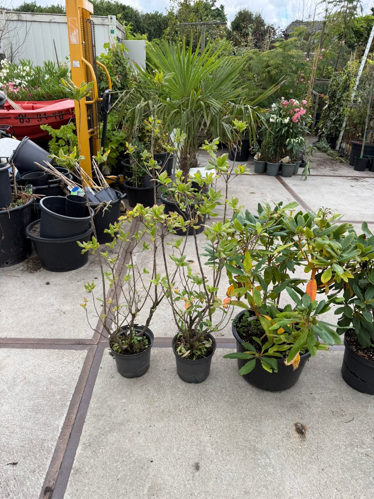 Mix partijtje 2 azalias en 3 grote rhododendron div kleuren, Ophalen, Vaste plant, Overige soorten, Halfschaduw
