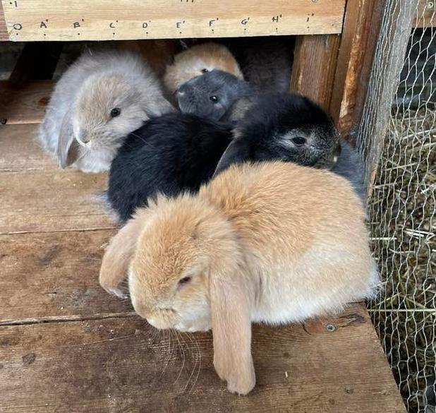 Jonge Franse hangoren, man en vrouw, Dieren en Toebehoren, Konijnen, Meerdere dieren, Groot, Hangoor, 0 tot 2 jaar