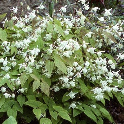 Ideaal om aan te planten, Elfenbloem-Epimedium aan de weg, Ophalen, Vaste plant, Overige soorten, Halfschaduw