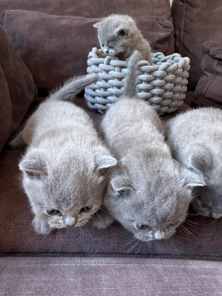 Britse Korthaar Kittens met Stamboom, Dieren en Toebehoren, Katten en Kittens | Raskatten | Korthaar, Meerdere dieren, Met stamboom
