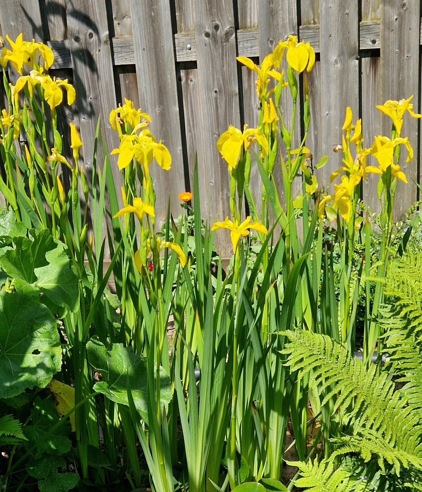 Gele lis (Iris pseudacorus) - Waterplant, Ophalen