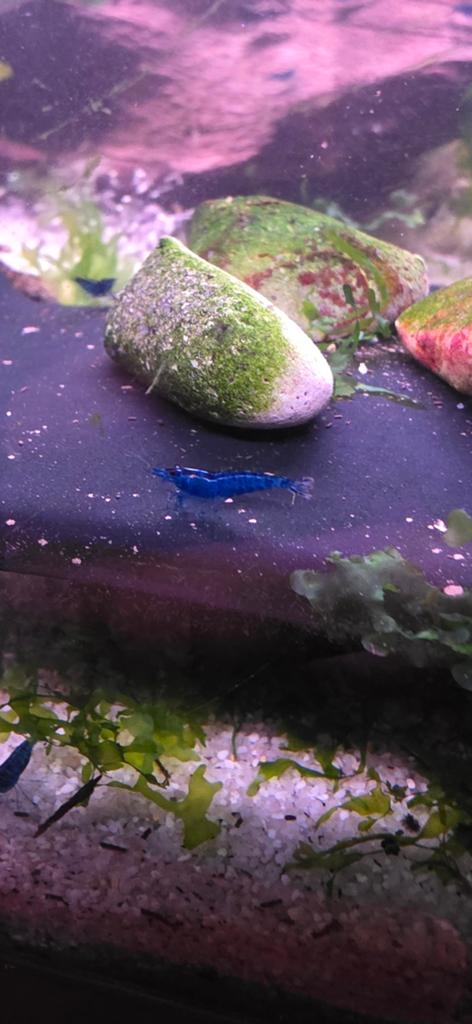 Neocaridina Bleu Dream garnalen, Dieren en Toebehoren, Kreeft, Krab of Garnaal