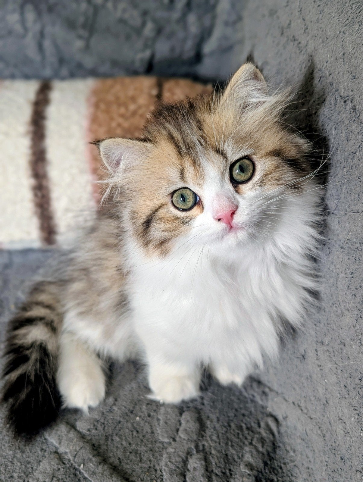 Britse kittens raszuiver black golden tabby & white, Meerdere dieren, Gechipt, 0 tot 2 jaar
