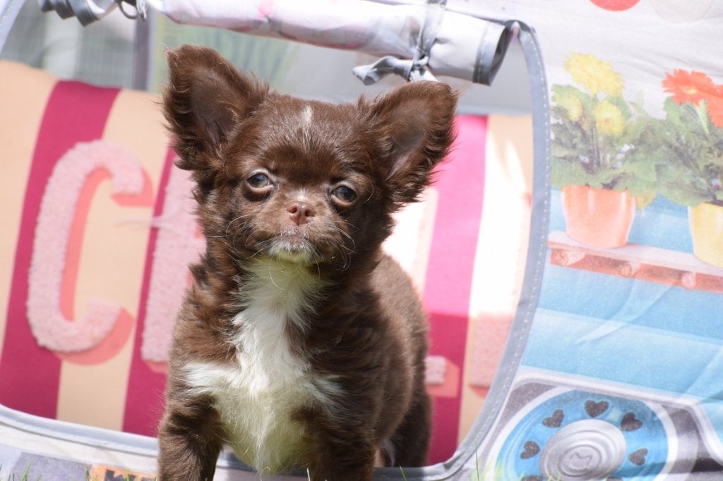 Chihuahua pups kies uw kleur, Dieren en Toebehoren, Honden | Chihuahua's en Gezelschapshonden, 15 weken tot 1 jaar, Buitenland