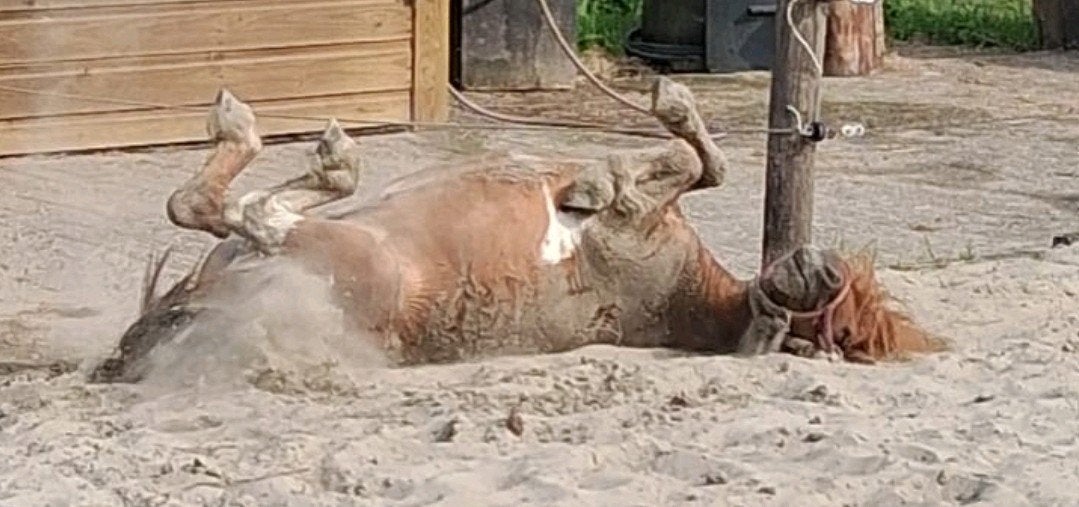 Gezocht Leasepony verzorgpony regio tiel/g'malsen/buren/, Dieren en Toebehoren, Paarden en Pony's | Overige Paardenspullen, Ophalen of Verzenden