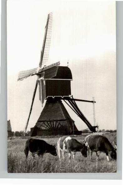 Lopik Molen Open Scheprad + koeien, Ophalen of Verzenden, 1960 tot 1980, Ongelopen, Utrecht