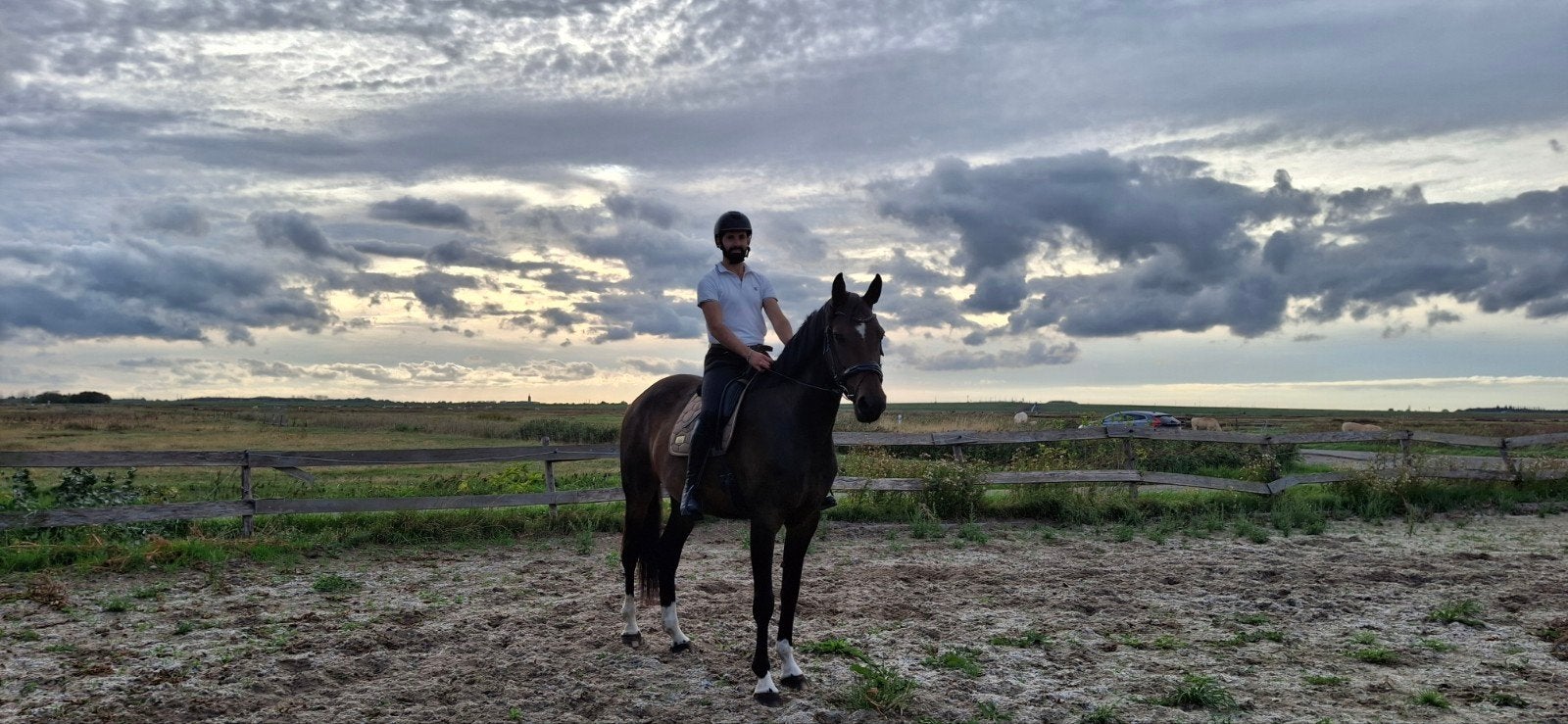 Talentvolle 6-jr KWPN-merrie ( Westenwind x Armani), Merrie, Dressuurpaard, 3 tot 6 jaar