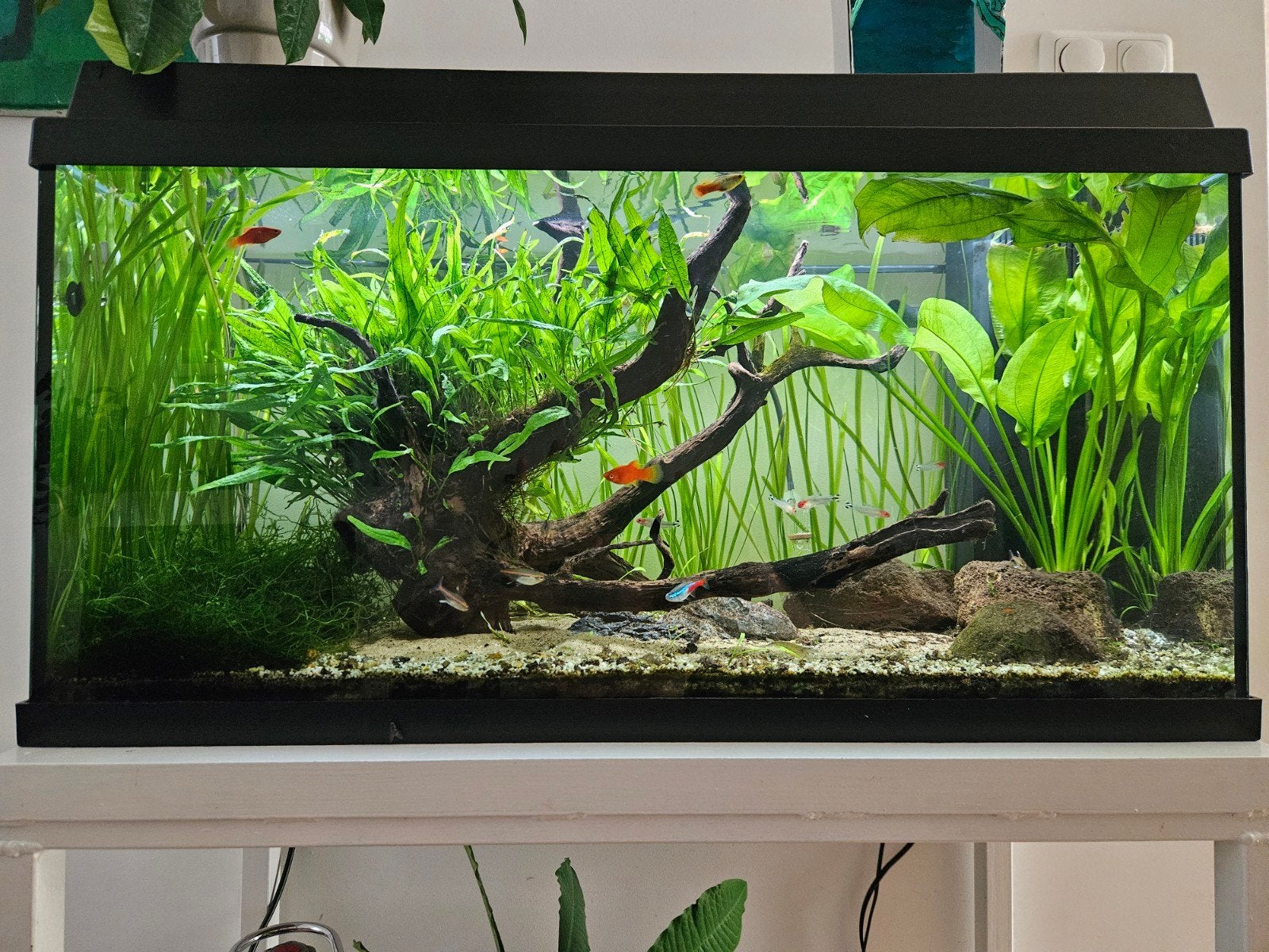 Aquarium met inrichting, Ophalen, Gebruikt, Inclusief vissen, Gevuld zoetwateraquarium
