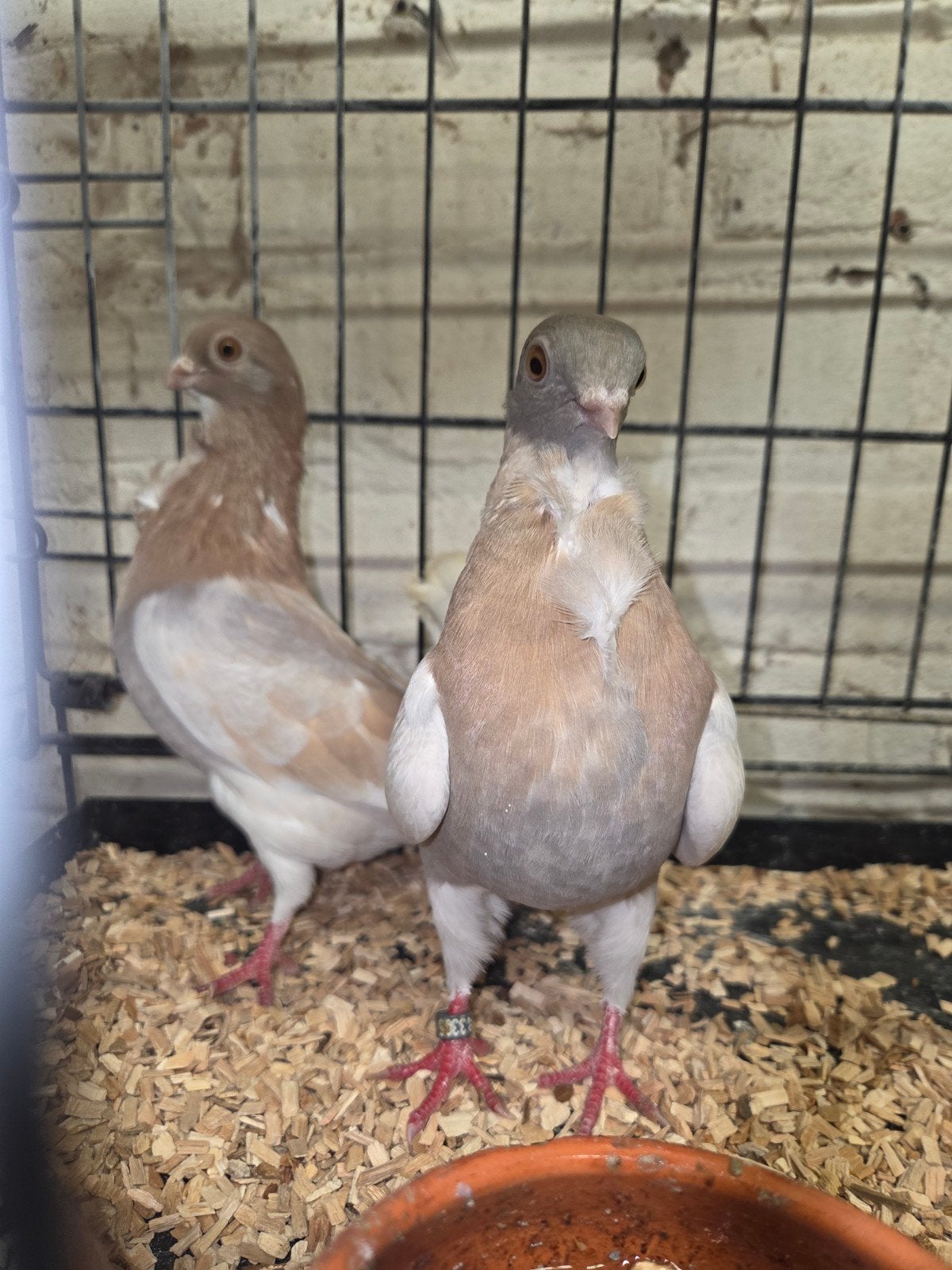 twee gele figuritas, Dieren en Toebehoren, Meerdere dieren
