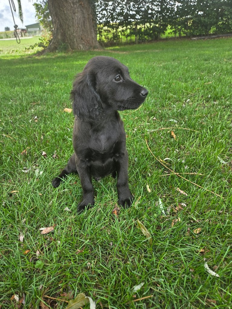 Labrador x golden doodle nog 3 super sociale puppy's, Dieren en Toebehoren, Honden | Niet-rashonden, 8 tot 15 weken, Meerdere