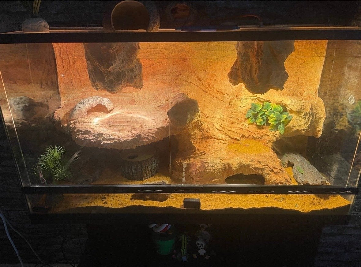 Terarrium + eventueel met luipaardgekko, Ophalen, Zo goed als nieuw, Terrarium of Paludarium
