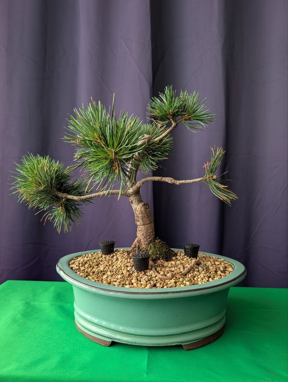 Prachtige Pinus Parviflora pre-Bonsai (Japanse Witte Den), Overige soorten, Minder dan 100 cm, Ophalen, Volle zon