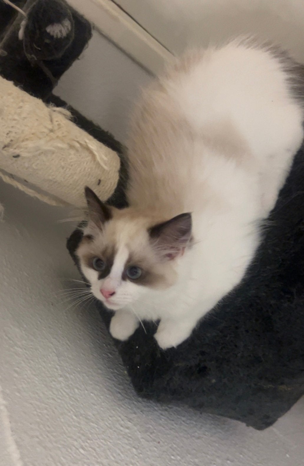 Ragdoll kittens met stamboom  te koop, Meerdere dieren, 0 tot 2 jaar