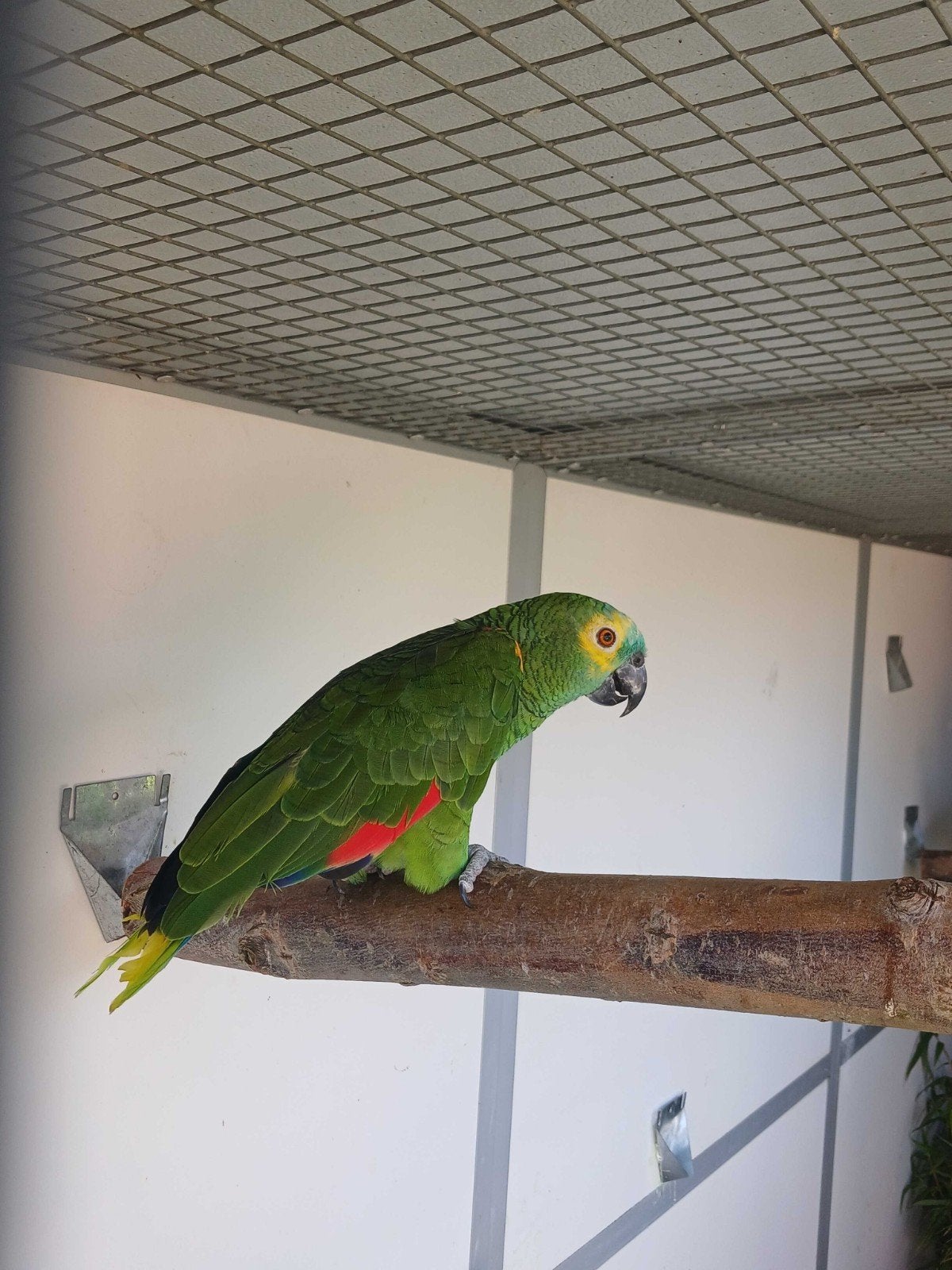 gezocht blauwvoorhoofd amazone man, Dieren en Toebehoren, Vogels | Parkieten en Papegaaien, Mannelijk, Papegaai, Geringd