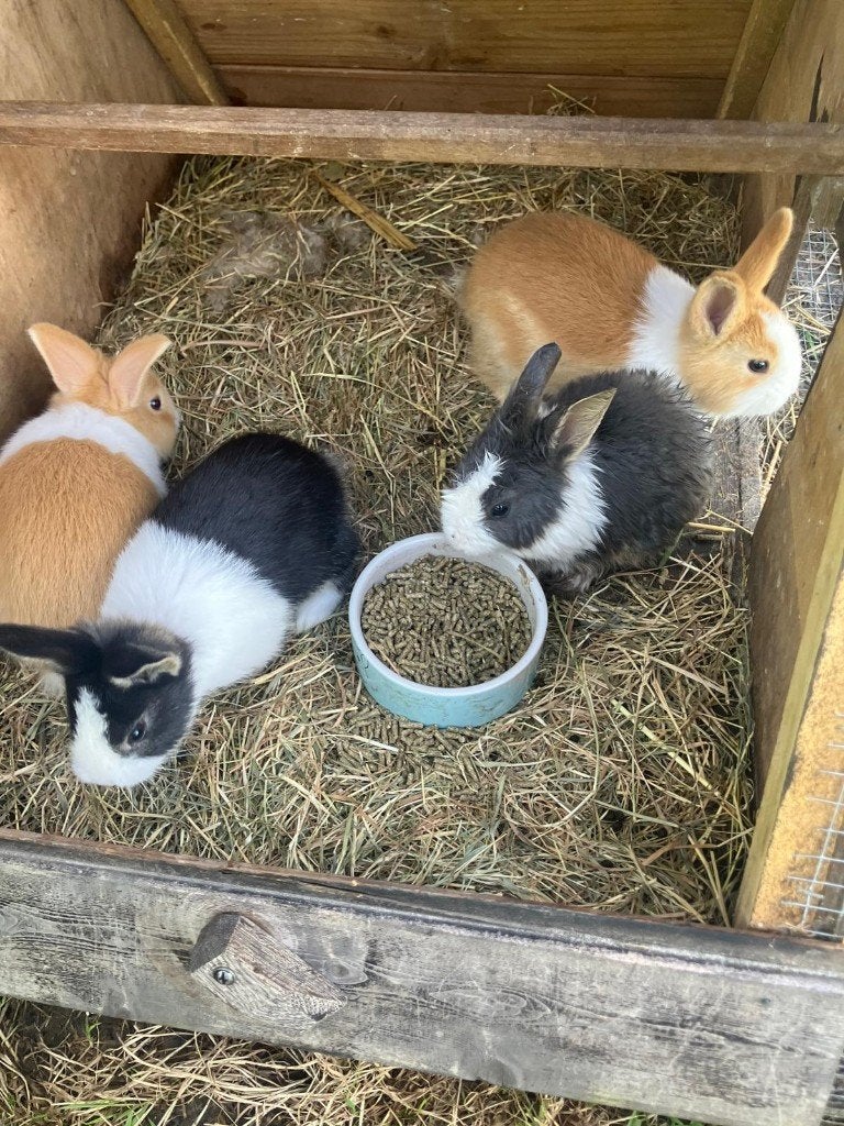2 Hollander konijntjes rammen, Mannelijk, Middelgroot, 0 tot 2 jaar