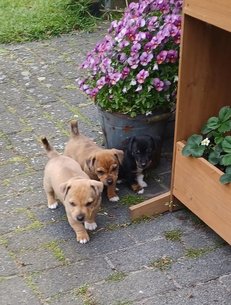 Jack Russel pups, Dieren en Toebehoren, Honden | Jack Russells en Terriërs, Meerdere dieren, Jack Russell Terriër, Particulier