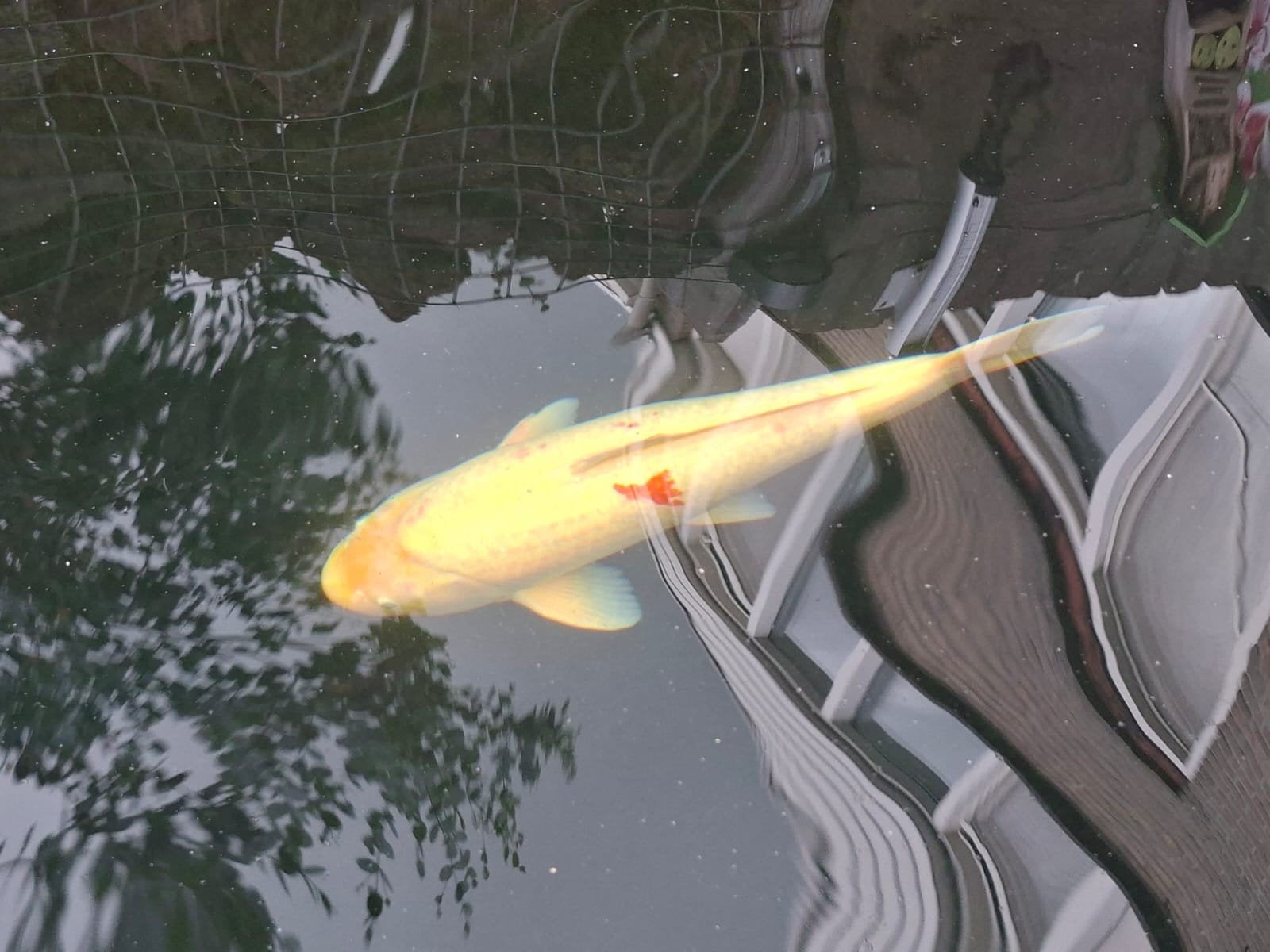 Kohaku koi, Dieren en Toebehoren, Karper of Koi