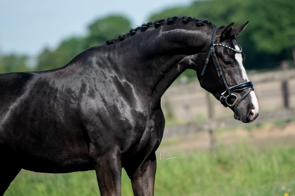 Doorlopend opzoek naar fijne dressuur paarden, Dressuurpaard, L, Meerdere dieren, 170 tot 175 cm