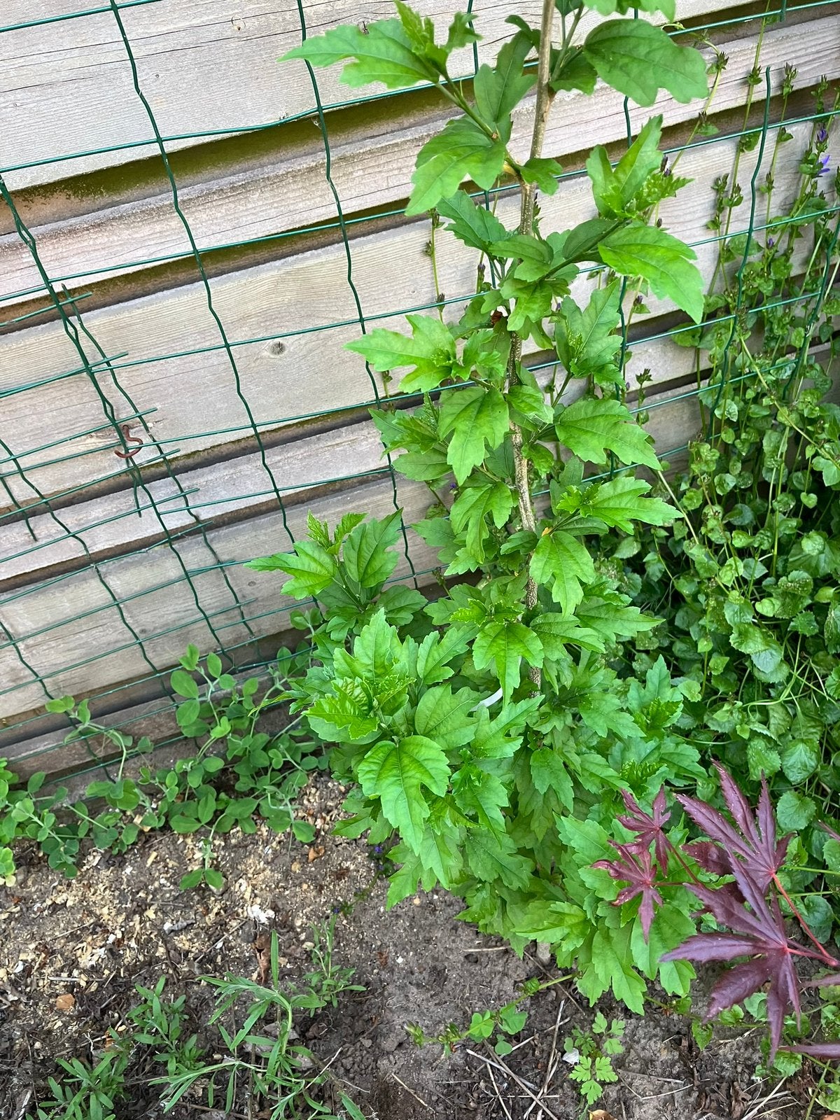 Stek van witte hibiscus, Tuin en Terras, Ophalen, Overige soorten, Minder dan 100 cm