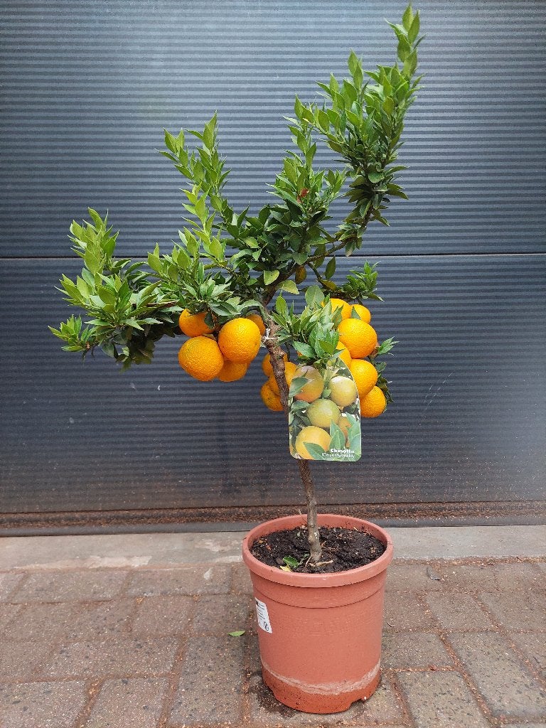 Citrus Myrtifolia 'Chinotto' - Mirtebladige Mandarijn H:85cm, Tuin en Terras, Ophalen, Minder dan 100 cm, Volle zon, Citroenboom
