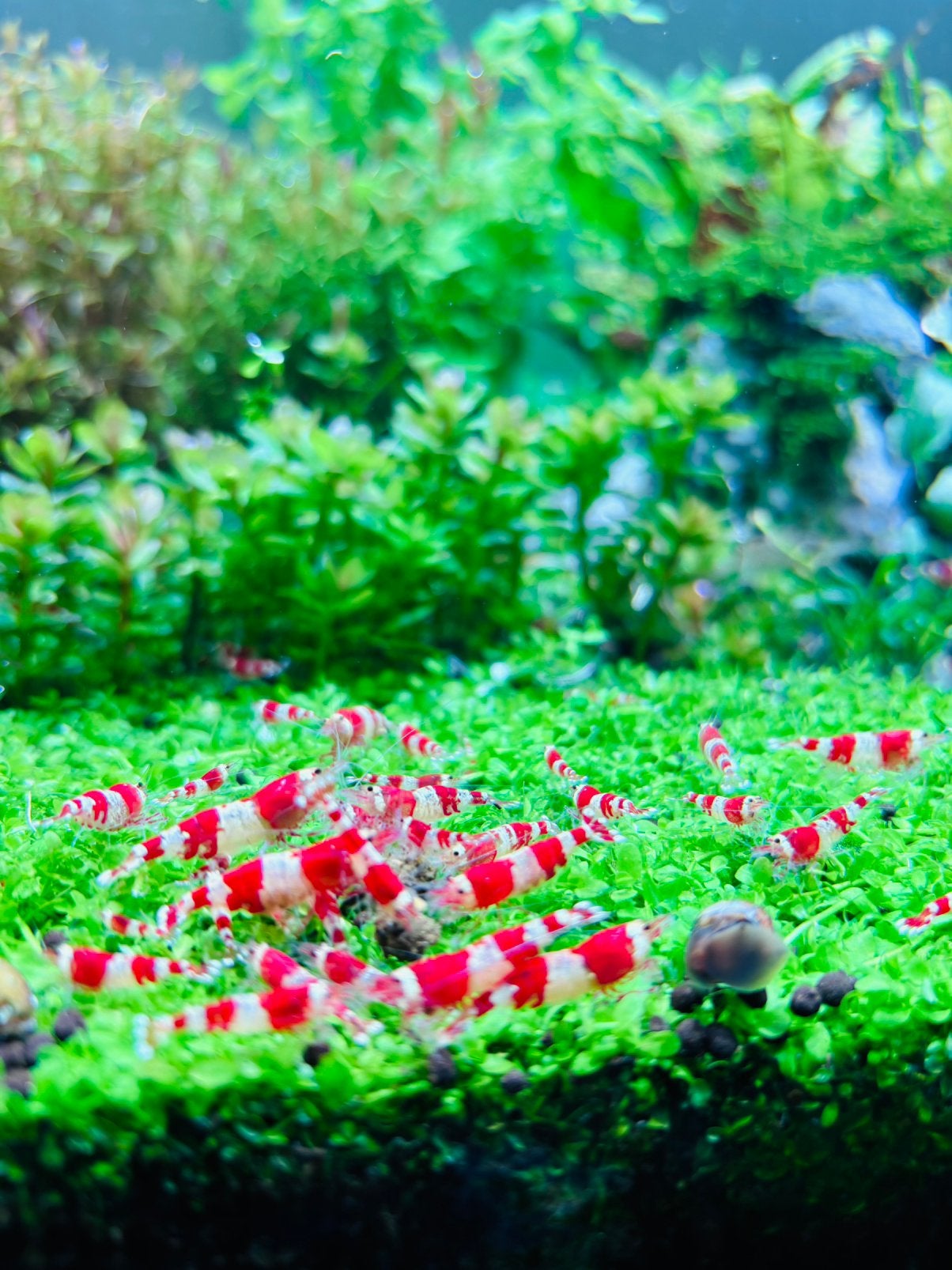 Prachtige Crystal Red garnalen te koop, Kreeft, Krab of Garnaal