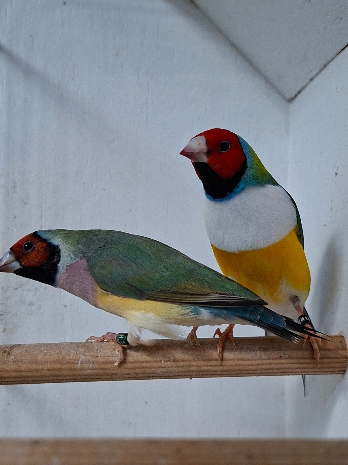 Gouldamadine roodkop koppel, Dieren en Toebehoren, Meerdere dieren