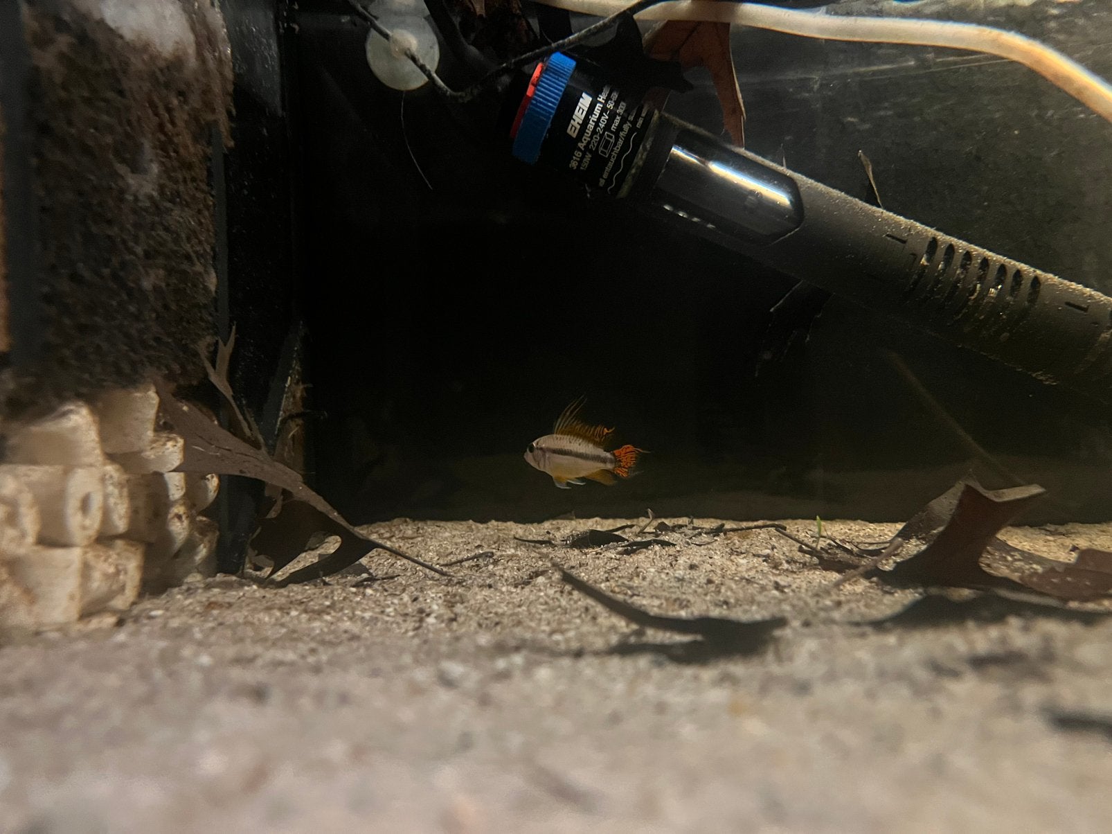 Apistogramma cacatuoides trippelred, Vis