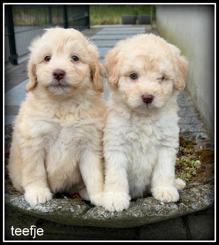 Bordoodle F1b pups Bordoodle x Labradoodle +/- 40- 45 cm, Nederland, Parvo, Overige rassen, 8 tot 15 weken