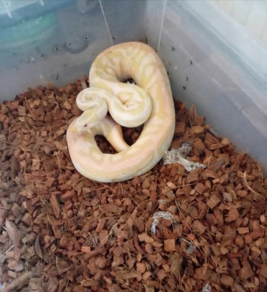Albino ballpython, Slang, Tam, 0 tot 2 jaar