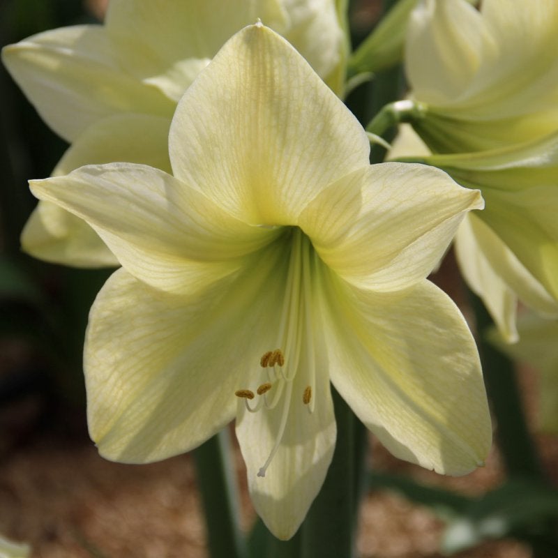 Amaryllis bol ‘Lemon Star’ bijzondere kleur voordelig, Ophalen of Verzenden, Volle zon