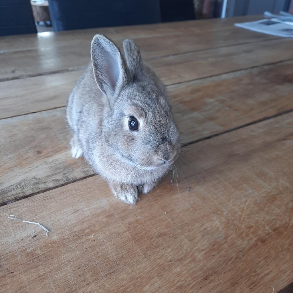 Jong konijn, Dieren en Toebehoren, Konijnen, Geslacht onbekend, Dwerg