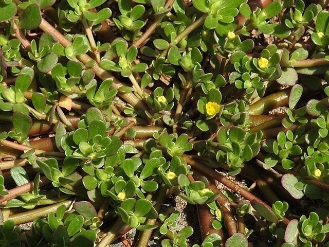 Zaden Zomerpostelein, Ophalen of Verzenden, Voorjaar, Volle zon, Zaad