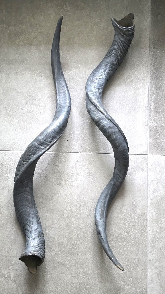 Kudu hoorns, Ophalen of Verzenden, Zo goed als nieuw, Overige typen, Kunststof
