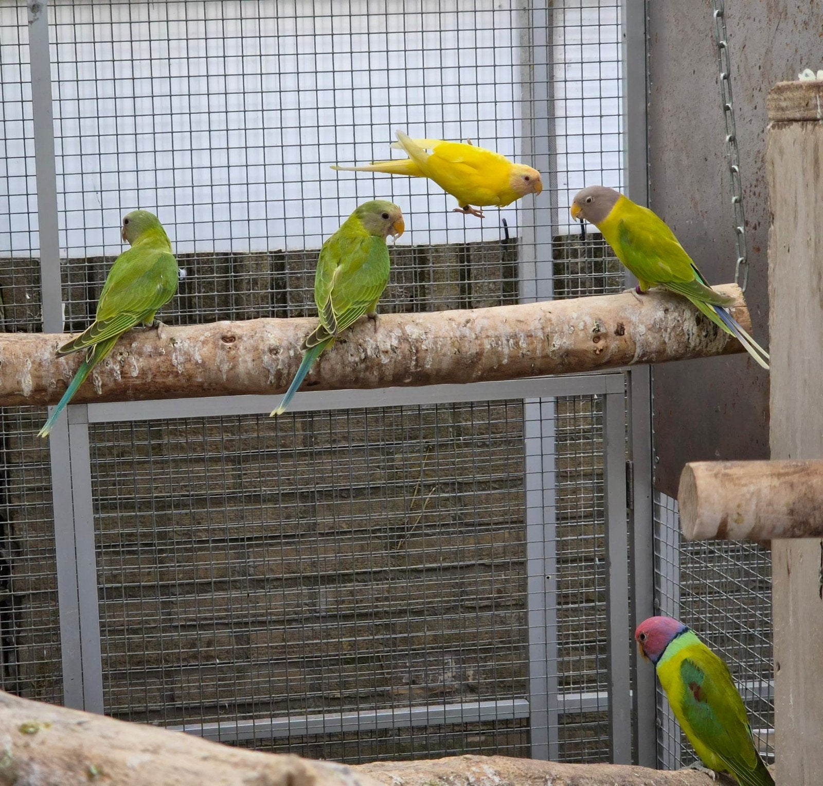 pruimekopparkieten, Meerdere dieren, Parkiet
